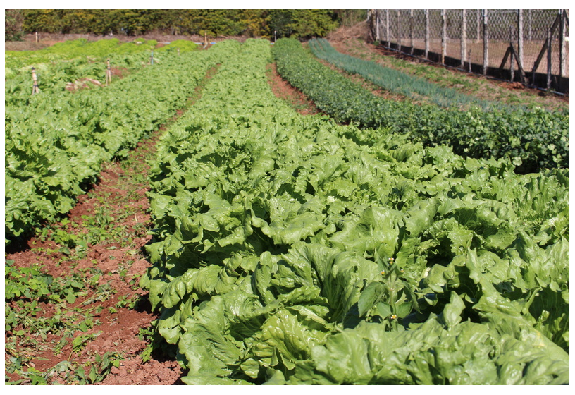 Encontro de Cultivo Protegido em Jundiaí mostra benefícios do fertilizante orgânico