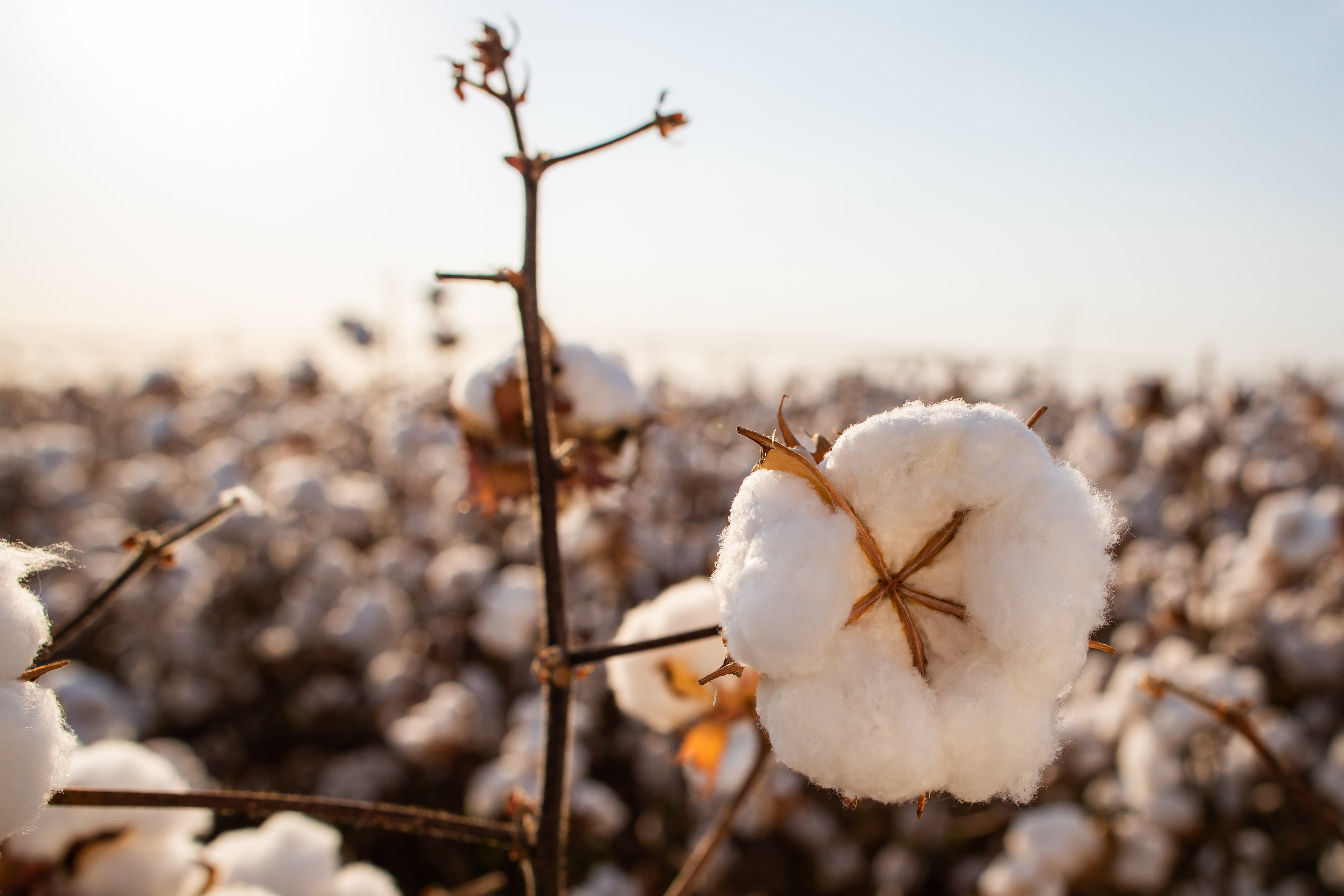 FMC e Girassol Agrícola disponibilizam tecnologia inédita aos cotonicultores